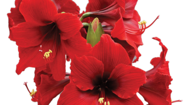 amaryllis-flower-370x208.png
